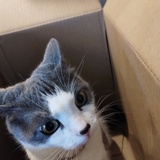 Entry image for Mishka