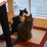 Entry image for Rudy and Remy