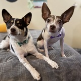 Entry image for Waylon and Rogue