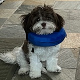 Entry image for Scooter