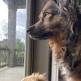 Entry image for Dash and Marshmallow Sprinkles