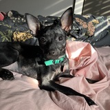 Entry image for Miss Malone