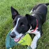 Entry image for Shadow