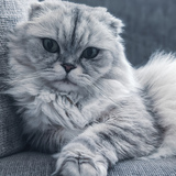 Entry image for Mr. Finn