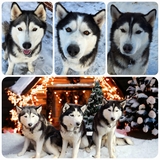 Entry image for Zuri, Niko, and Kylo