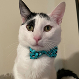 Entry image for Cloud