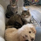 Entry image for Crowley, Agnes, Dylan