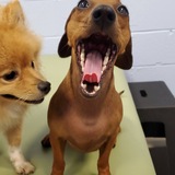 Entry image for Izzy