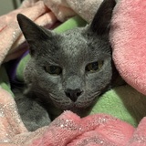 Entry image for Spock