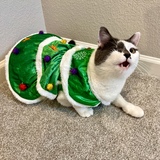 Entry image for Captain Pico