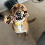 Entry image for Nala