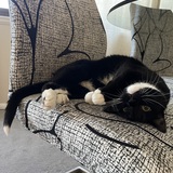 Entry image for Pita