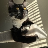 Entry image for Calamari