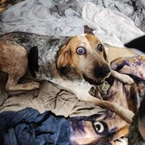 Entry image for Beaux