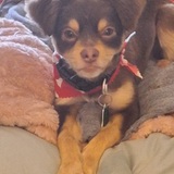 Entry image for Chuy