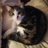 Entry image for Biscuit