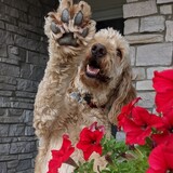 Entry image for Chewy