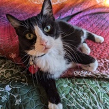 Entry image for Kitcat