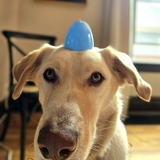 Entry image for Motu