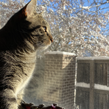 Entry image for Goro