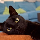 Entry image for Cleocatra