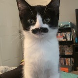 Entry image for Sir Winston