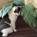 Entry image for Molly