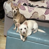 Entry image for Lexi and Chester