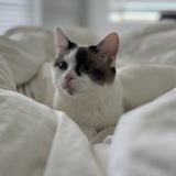 Entry image for Aranea