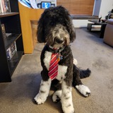 Entry image for Fozzi Bear