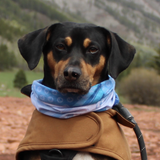 Entry image for Duke