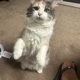 Entry image for Alli Belly Boo