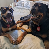 Entry image for Flynn and Odin