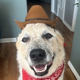 Entry image for Louie 