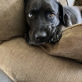 Entry image for Maggie