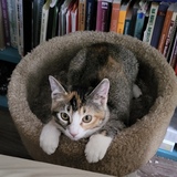 Entry image for Persica