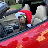 Entry image for Molly Brown