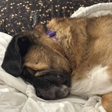 Entry image for Osito