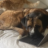 Entry image for Osito and Gato