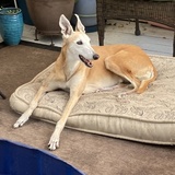 Entry image for Carmen