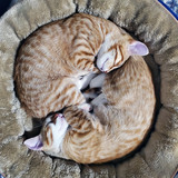 Entry image for Fred & George