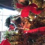 Entry image for Ringo