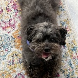 Entry image for Nini