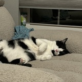 Entry image for Mini Moo