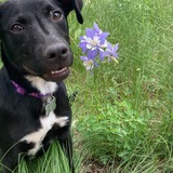 Entry image for Poppy