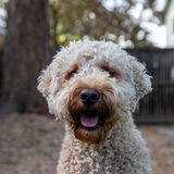 Entry image for Banquet