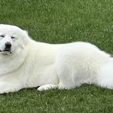 Entry image for Rebecca 