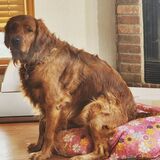 Entry image for Dakota