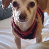 Entry image for Poquito 