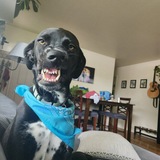 Entry image for Holly